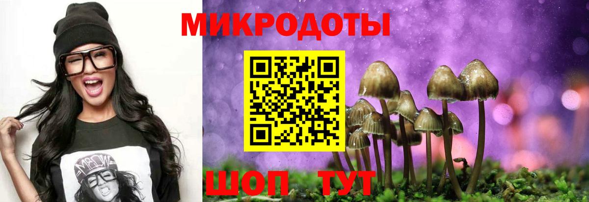 Псилоцибиновые грибы Psilocybe Калуга
